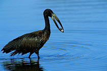 African openbill stork (Anastomus lamelligerus) feeding in water, Kruger NP, South Africa