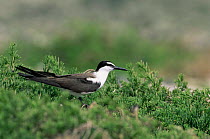 Bridled tern (Sterna anaethetus) perched on shrubs, Shinzi Island, Oman