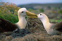 Pair of Waved albatross (Phoebastria irrorata) mutual grooming, Galapagos NP, Ecuador