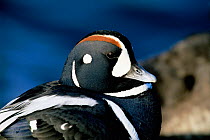 Portrait of male Harlequin duck (Histrionicus histrionicus) New Jersey, USA