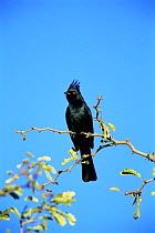 Phainopepla (Phainopepla nitens) male perched on branch, Arizona, USA