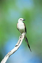 Portrait of Scissor tailed flycatcher (Tyrannus forficatus) perched in branch, Texas, USA