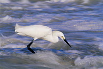 Snowy egret (Egretta thula) hunting in fast flowing water, Texas, USA
