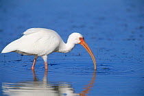 White ibis (Eudocimus albus) feeding in shallow water, Florida, USA
