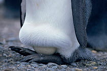 Close-up of egg balanced on feet of King penguin (Aptenodytes patagoni) South Georgia