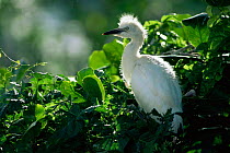 Cattle egret (Bubulcus ibis) perched in tree, St Lucia, Caribbean
