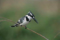 Pied kingfisher (Ceryle rudis) perched on grass stem, Magan Michael Fishponds, Israel