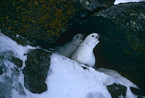 Two Snow Petrel (Pagodroma nivea) calling from nest, Signy Island, Antarctica