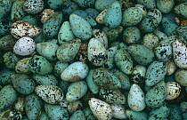 Guillemot (Uria aalge) eggs collected for human consumption, Iceland