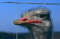 Portrait of domesticated Ostrich (Strustio camelus) looking through wire fence, Germany