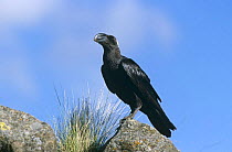 Thick billed raven (Corvus crassirostris) perched on rock, Simien NP, Ethiopia