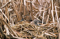 Canvasback duck (Aythya valisineria) female camouflaged on nest in reed bed, Canada