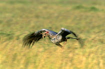 Secretary bird (Sagittarius serpentarius) in flight with nesting material, Masai Mara NP, Kenya