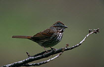 Song sparrow (Zonothrichia melodia) perched on branch, CL, USA