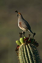 Gambel's quail (Callipepla gambelii) male, perched on Saguaro cactus, Sonoran Desert, AZ, USA