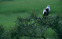 Two African fish eagles (Haliaeetus vocifer) perched in tree, Botswana