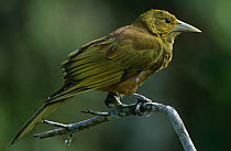 Russet backed oropendola (Psarocolius angustifrons) perched on branch, South America