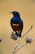 Portrait of Superb starling (Lamprotornis superbus) perched on branch, Serengeti NP, Tanzania