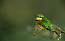 Little bee-eater (Merops pusillus) perched on branch, East Africa