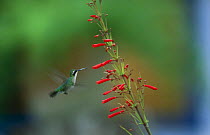Blue tailed emerald hummingbird (Chlorostilbon mellisugus) flying to flower, Morrocoy NP, Venezuela