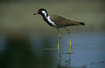 Red wattled lapwing (Vanellus indicus) standing in water, India
