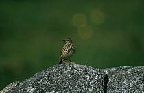 Meadow pipit (Anthus pratensis) standing on rock, Norway