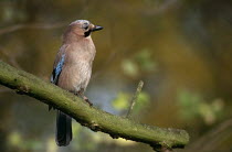 Jay (Garralus glandarius) perched on branch, UK