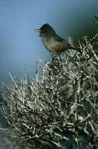 Marmora's warbler (Sylvia sarda) singing from branch, Majorca, Balearic Islands, Spain