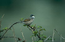 Spectacled warbler (Sylvia conspicillata) perched on bramble, Majorca, Balearic Islands, Spain