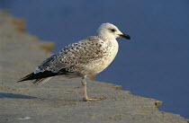 Immature Armenian gull (LArus armenicus) standing on sand, Magan Michael, Israel