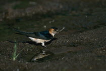 Red rumped swallow (Cecropis daurica) collecting mud for nest building, Lesvos, Greece