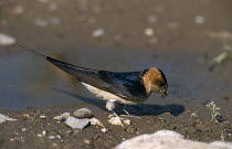 Red rumped swallow (Cecropis daurica) collecting mud for nest building, Lesvos, Greece