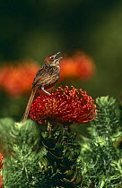 Grassbird (Sphenoeacus afer) calling from flower, South Africa