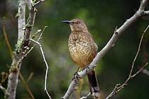 Curve billed thrasher (Toxostoma curvirostre) perched on branch, TX, USA