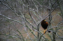 Harris' hawk (Parabuteo unicinctus) resting in tree, TX, USA