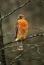 Red-shouldered hawk (Buteo lineatus) perched, Louisiana, USA