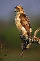 Portrait of Red tailed hawk (Buteo jamaicensis) perched in branch, TX, USA