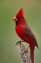 Portrait of Northern cardinal (Cardinalis cardinalis) male perched on branch, AZ, USA
