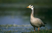 Bar headed goose (Anser indicus) standing in water, Keoladeo Ghana NP, Bharatpur, Rajasthan, India