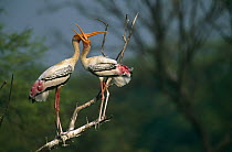 Pair of Painted storks (Mycteria leucocephala), allo-preening, Keoladeo Ghana NP, Bharatpur, Rajasthan, India