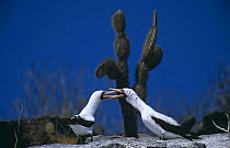 Pair of Nazca / Masked booby (Sula dactylatra granti) courtship behaviour, Galapagos, Ecuador