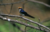 Wire tailed swallow (Hirundo smithii) perched on branch, Keoladeo Ghana NP, Bharatpur, Rajasthan, India