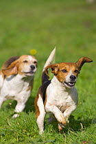Wiltshire and Infantry Beagles {Canis familiaris} running, Warminster, Wiltshire.