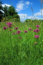 Betony {Stachys officinallis} in flower, Wiltshire, UK.