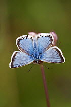 Chalkhill Blue butterfly {Polyommatus coridon} male, Wiltshire, England, UK.