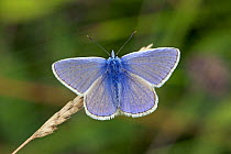Common blue butterfly {Polyommatus icarus} male upperside, Wiltshire, England, UK.