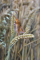Harvest Mouse {Micromys minutus} climbing between wheat-ears, Captive, Europe.