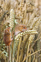 Two Harvest mice {Micromys minutus} climbing between wheat-ears, Captive, Europe.