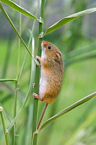 Harvest Mouse {Micromys minutus} climbing crop stem, Captive, Europe.
