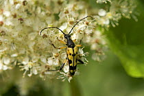 Spotted longhorn beetle {Rutpela maculata} Wiltshire, England, UK.